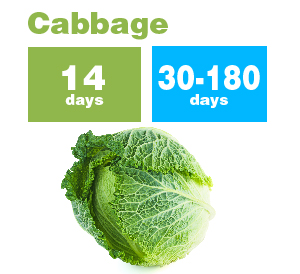 Cabbage_new-01