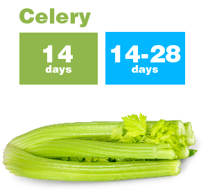 Celery_new-01