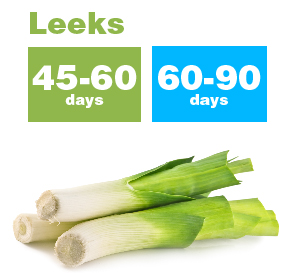 Leeks_new-01