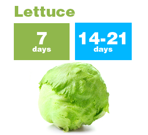 Lettuce_new-01