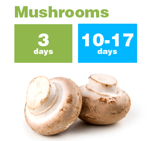 Mushrooms_new-01