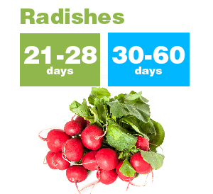 Radishes_new-01