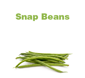 Snap Beans-01
