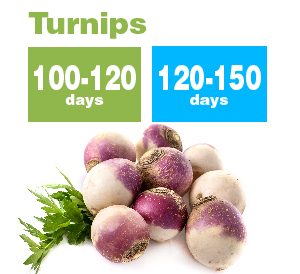 Turnips_new-01