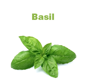 Basil-01