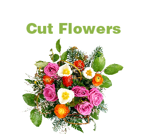 Cut Flowers-01