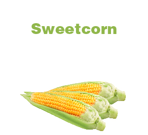 Sweetcorn-01