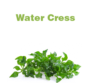 Water Cress-01