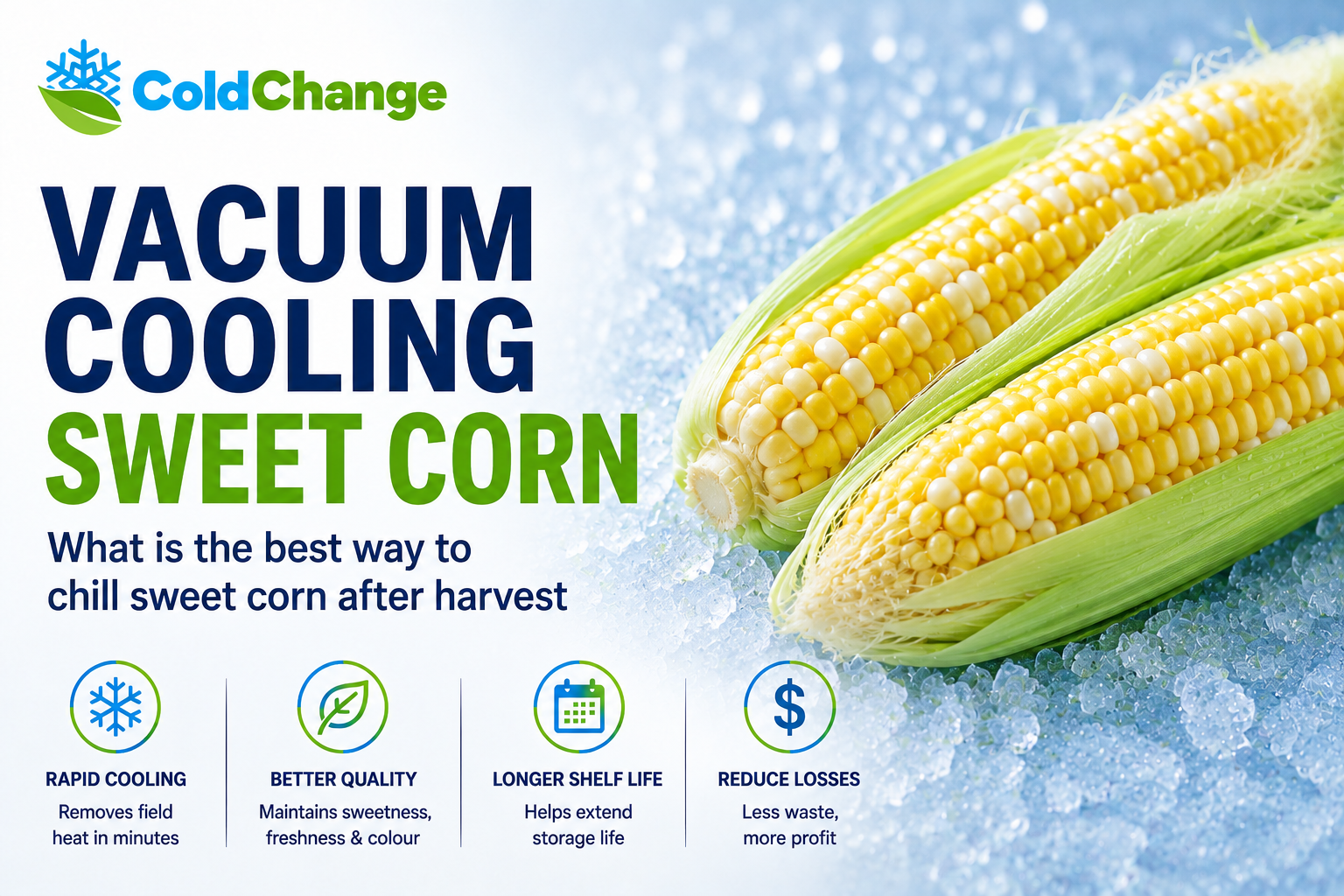 Vacuum cooling sweet corn for rapid post-harvest cooling – Cold Change Group