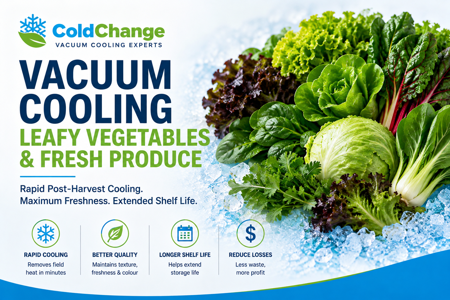 Vacuum Cooling Leafy Vegetables 